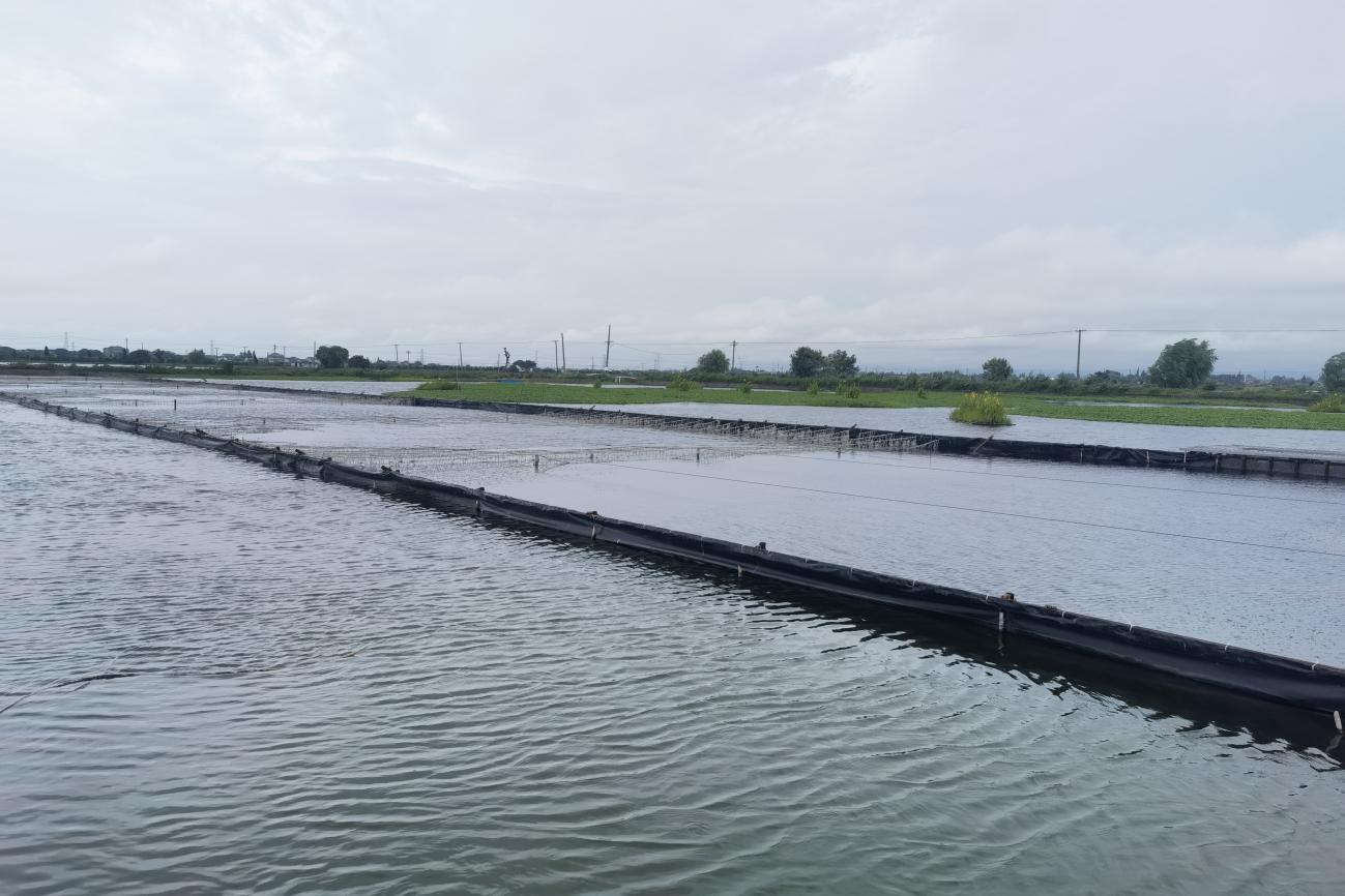 农村水产养殖技术推广与实际问题鸭绿江香鱼-香鱼养殖合作 | 优秀网站