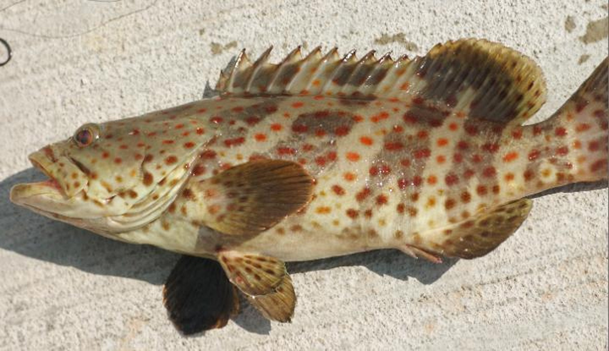 淡水石斑鱼的养殖技术资料,供大家参考学习【鸭绿江香鱼】-香鱼养殖